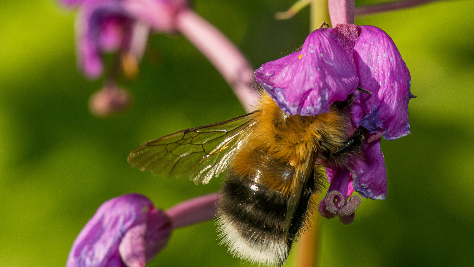Foto: Ola Jennersten